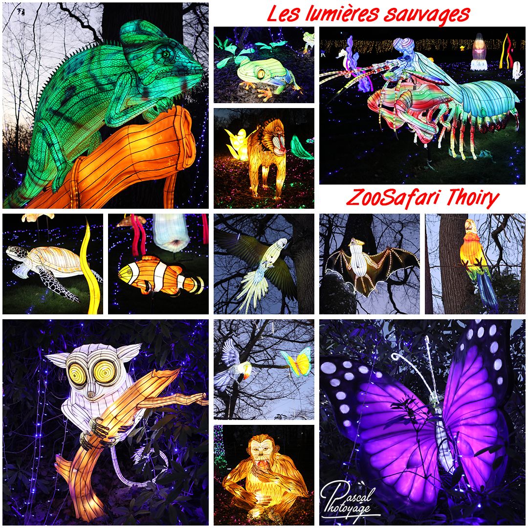 THOIRY - LUMIERES SAUVAGES 01 - LAYOUT 49 1080x1080.jpg